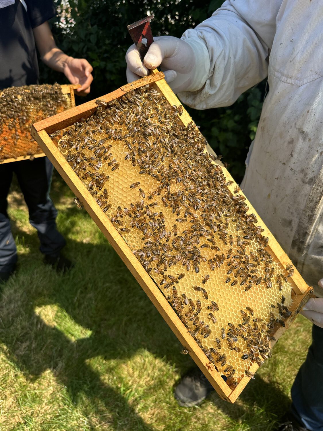 Schutz der Bienen hilft auch den Menschen